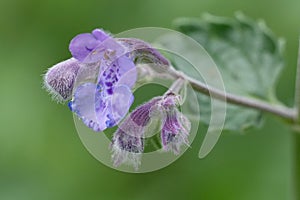 Closeup on the light purple flower of the Catmint , Nepeta cataria photo