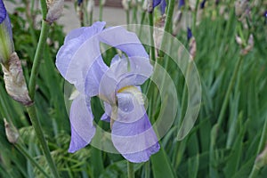 Closeup of light violet flower of iris in May