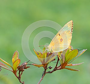 Closeup of a light yellow butterfly