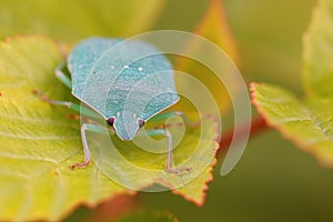 Closeup on a lightblue adult Southern green shieldbug, Nezara virudula on a yellow leaf