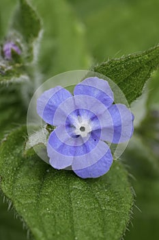 Closeup on the lightblue flower of the evergreen bugloss or green alkanet , Pentaglottis sempervirens