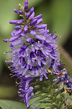 Closeup on the lightblue flowering evergreen shrub Hebe pinguifolia