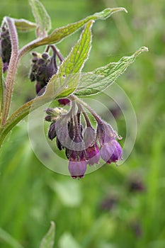 Closeup on the lila flower of the common Comfrey, Symphytum officinale, a medicinal plant