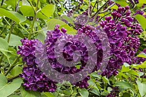 Closeup Lilac`Andenken` flower. Syringa vulgaris `Souvenir de Louis Spaeth`