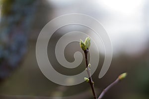 Closeup of lilac buds over poetic blurred backyard background