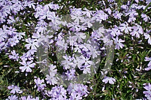 Closeup of lilac flowers of phlox subulata