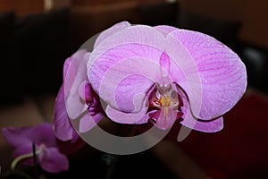 Closeup of lilac Phalaenopsis orchid flower-background selective focus