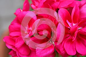 Closeup of the lilac pink flowers of a Geranium plant