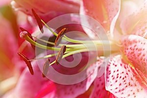 Closeup of lily flower petals and pollination organs