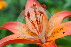 Closeup of lily flower sepals