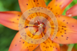Closeup of lily flower sepals
