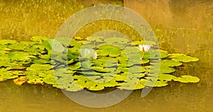 Closeup of lily pad with white lotus flower