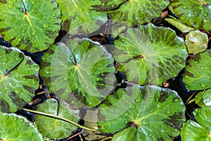 Closeup, lily pads in pond. Covered in raindrops.