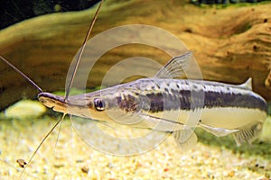 A closeup of the Lima Shovelnose Catfish, Sorubim lima