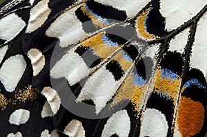 Closeup The Lime Butterfly wing, butterfly wing detail texture background