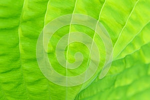 Closeup of lime green hosta leaf back lit by the sun, pattern and texture in a nature background
