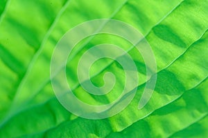 Closeup of lime green hosta leaf back lit by the sun, pattern and texture in a nature background