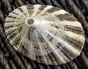 Closeup of a Limpet Seashell