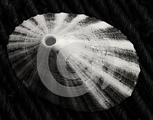 Closeup of a Limpet Seashell in black and white photo