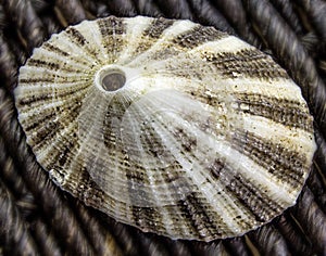 Closeup of a Limpet Seashell photo