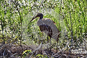 Closeup of Limpkin (Aramus guarauna) standing near wetland