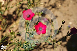 Closeup of Linum grandiflorum, red flax in the garden.