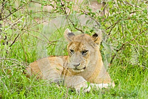 Closeup of a Lion cub in the rain