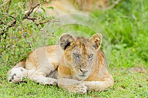 Closeup of a Lion cub in the rain