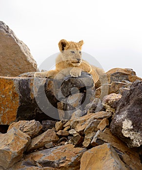 Closeup of a Lion cub on the rocks