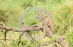 Closeup of a Lion cubs up a tree