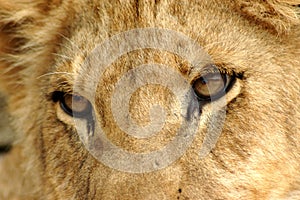 Closeup Lion eyes