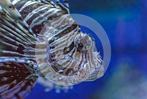 Closeup of a Lion fish (Pterois)