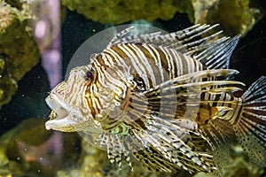 Closeup of a lion fish swimming around with open mouth in the aquarium, a venomous tropical fish from the indo pacific ocean