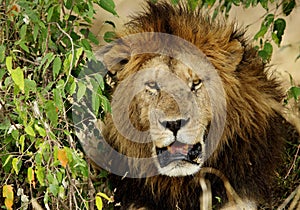 Closeup of lion, Masai Mara