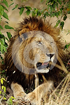 Closeup of lion, Masai Mara