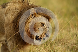 Closeup of Lion, Masai Mara