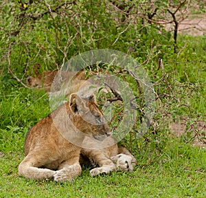 Closeup of a Lion pride