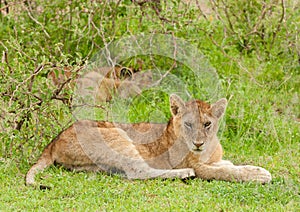 Closeup of a Lion pride