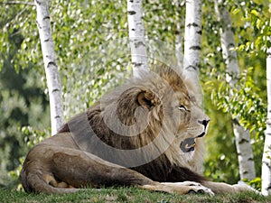 Closeup of lion seen from profile