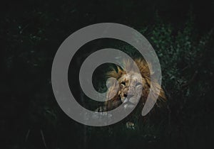 Closeup of a lion sneaking behind tall grasses at a forest