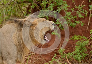 Closeup of a Lion yawning