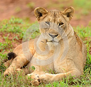 Closeup of a Lioness