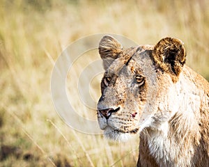 Closeup Lioness - Copyspace in Blurred Background