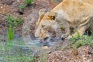 Closeup Lioness Drinking