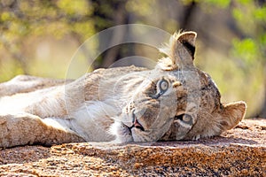 Closeup Lioness Lying Down Looking at Camera