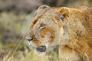 A closeup of lioness, Masai Mara