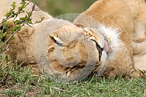 Closeup of Lioness, Masai Mara