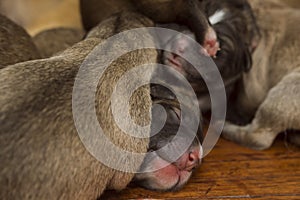 Closeup of a litter of cute and adorable new puppies lying on the parquet flooring of a bedroom. Sleeping soundly.