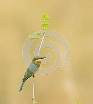 closeup of a Little Bee-eater