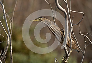 Closeup of a Little Bittern perched on bush at Asker marsh, Bahrain photo
